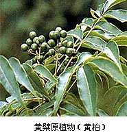 黃柏原植物