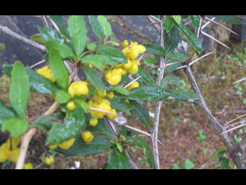 三棵針植物