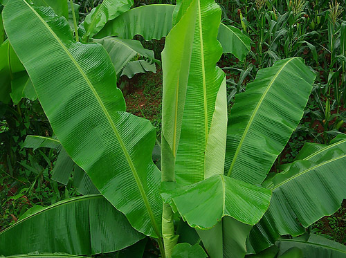 芭蕉葉原生態(tài)