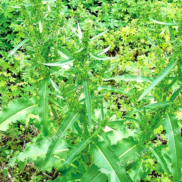 牛西西原生態(tài)