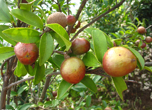 油茶子原形態(tài)